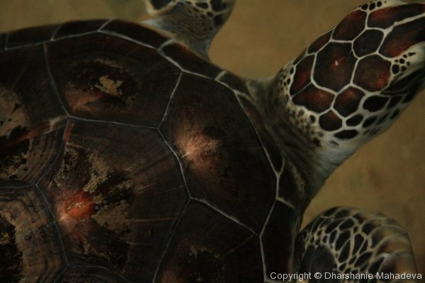 Kosgoda Turtle Hatchery : an injured turtle