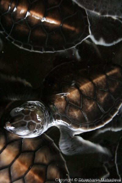 Kosgoda Turtle Hatchery : 3-day old hatchlings
