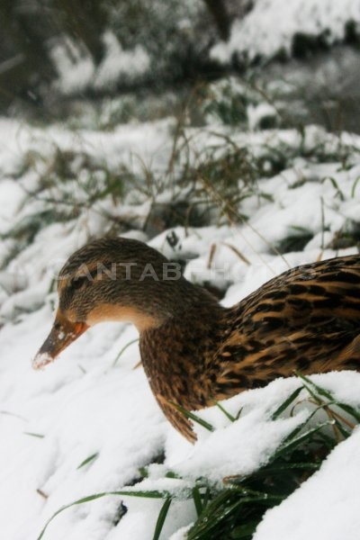 Snowy ducks 2